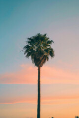 Fototapeta premium palm tree silhouette