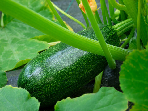 Zucchini plant. Green zucchini growing on a bush close-up. Ripe organic vegetables.