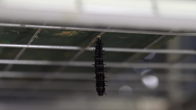 Peacock caterpillar shedding final skin to reveal chrysalis. The clip took just under 10 minutes in real time