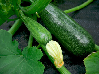 Zucchini plant. Green zucchini growing on a bush close-up. Ripe organic vegetables.