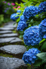 Hydrangea flowers along the path in the garden
