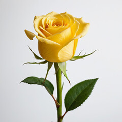 A solid background with a rose on a green stalk.