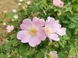 Floral background with delicate pink rosehip flowers