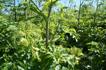 hogweed field in the summer