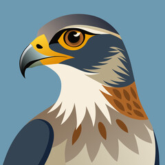 Sharp-shinned Hawk Vector Art Detailed Wildlife Illustration