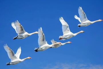 Fototapeta premium flock of birds flying in the sky on a bright blue sunny day