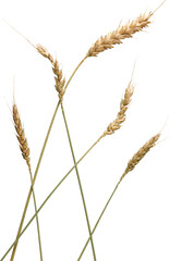 LAYER-LAB_2601187207_LC