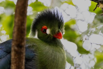 Close-up of a beautiful green White-cheeked turaco with a red beak in a natural setting