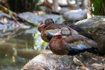 Two ducks resting on a rock near a pond in a natural setting