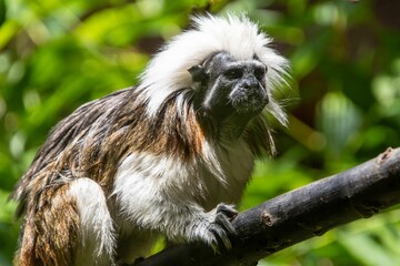 Close-up of a Saguinus oedipus perched on a tree branch in a lush green forest