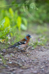High quality photo of an eurasian chaffinch 