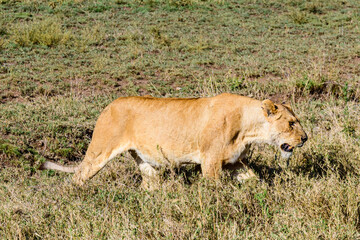 Lioness walking in a grass. Serengeti national park, Tanzania