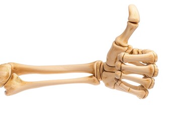 Skeleton hand giving a thumbs up, isolated on a pure white background