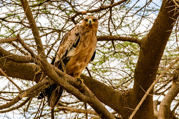 Tawny eagle (Aquila rapax) on a branch of tree at Serengeti national park, Tanzania