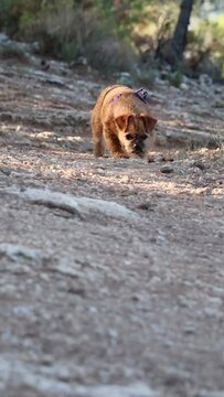La perrita Nami olfateando durante el ejercicio diario de paseo en la monta&ntilde;a, Alcoy, Espa&ntilde;a