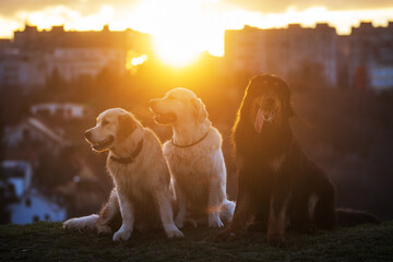 male black and gold Hovie dog hovawart resting on the grass in the park