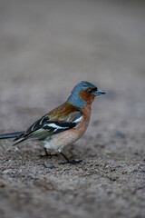 High quality photo of an eurasian chaffinch 
