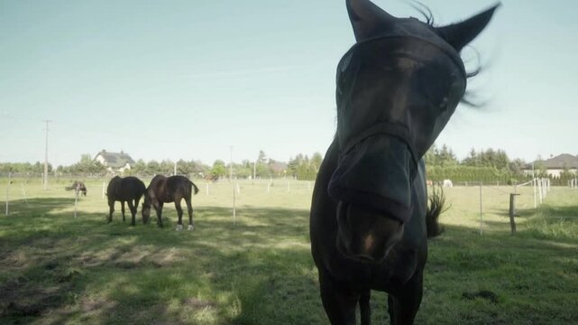 A black horse in a fly mask shakes its head to ward off annoying flies. Protection of livestock from insects in the pasture. A horse is grazing in a pasture.