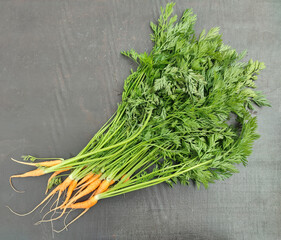 Carrot. A bunch of fresh carrots on stone background. Little carrots. Raw fresh organic orange carrots