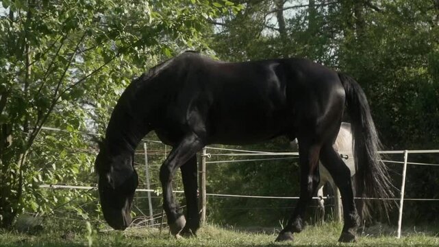 A black stallion grazes in a paddock surrounded by an electric fence. A horse walks through a pasture in the shade of trees.