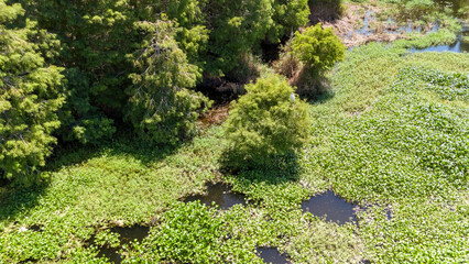 A drone view of the natural wild Florida