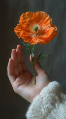 Orange poppy flower rising up from hand of person with white skin, single flower, dark romance