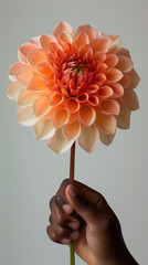 Pink dahlia flower held by person with dark skin, hand holding single flower, romantic minimalism