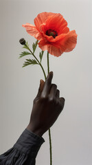 Poppy held by a person of color, close-up of red flower inside hand with dark skin, isolated studio photography