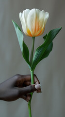 Single white tulip held by a person of colour, hand with dark skin holding Dutch flower