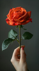 Human hand holding a single red rose in bloom, romantic gift for Valentine's Day, flower of love