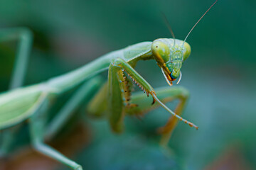 Praying mantis saying hello sitting on a plant with green background.