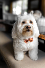 Havanese Bichon puppy dog sitting . 