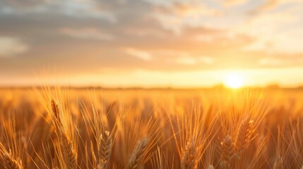 Obraz premium Serene Sunrise Over Field with Flying Birds