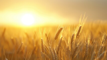 Obraz premium Serene Golden Wheat Field at Dawn