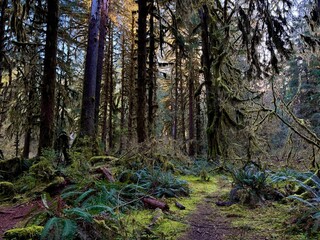 Magical fairy rainforest