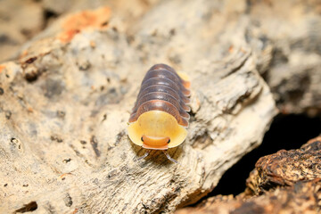 Rubber Ducky ball isopoda woodlouse. Cubaris spec. rubber ducky assel exotic animal in the natural...