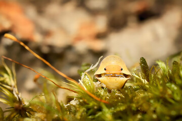 Rubber Ducky ball isopoda woodlouse. Cubaris spec. rubber ducky assel exotic animal in the natural background macro photography