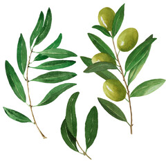 Olive branches set isolated on white background. Watercolor hand drawn botanical illustration. For cards, decor, logos and food package design