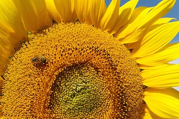 Yellow sunflower center detail with large amount of disk florets, single bee pollinating them is visible on the right side. Summer daylight sunshine. 