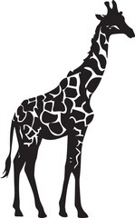 Giraffe silhouettes on white background. Giraffe vector illustrations. Giraffe silhouette. Giraffe black icon on white background.