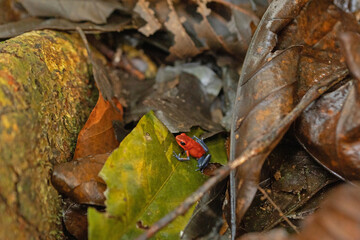 strawberry poison-dart frog in Costa Rica