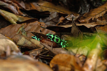 two green and black poison dart frogs in Costa Rica