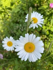 Close up of Daisy Wildflower