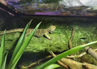 Agama bearded lizard in a terrarium. Green Bearded dragons at the zoo