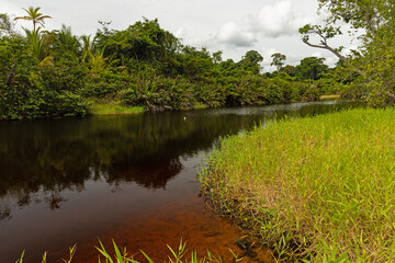 Rio Suarez river with dark brown water in the Cahuita National Park in Costa Rica