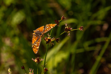 Colorful Butterfly Rests by the Trail in the Sierra Nevadas