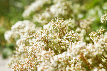 background flowers summer