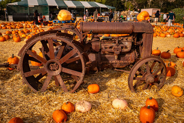 Fall Pumpkin Patch with Rusted Antique Tractor