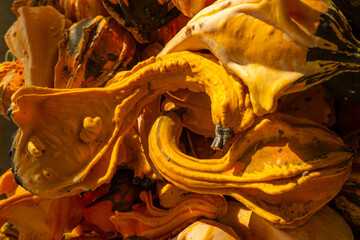 Colorful Gourds with Unique Shapes