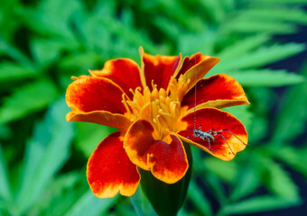 Little grasshopper on a flower petal Tagetes sp.